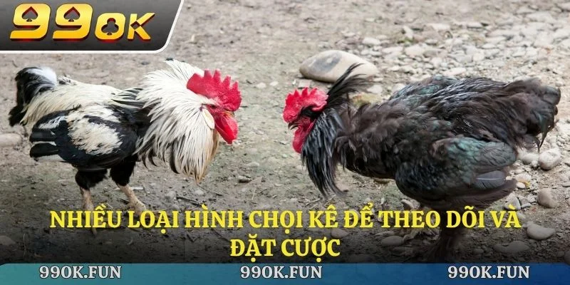 Nhiều loại hình chọi kê để theo dõi và đặt cược